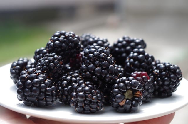 frische Brombeeren