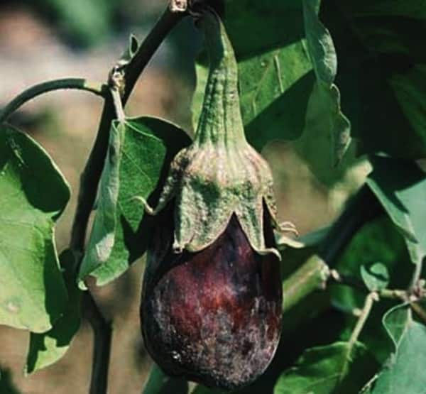 maladie de l'aubergine