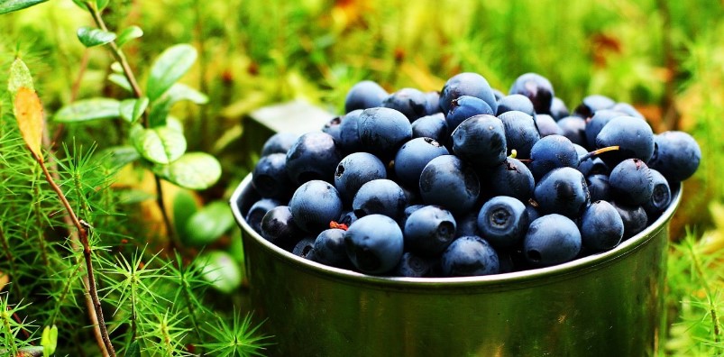 blueberry jam