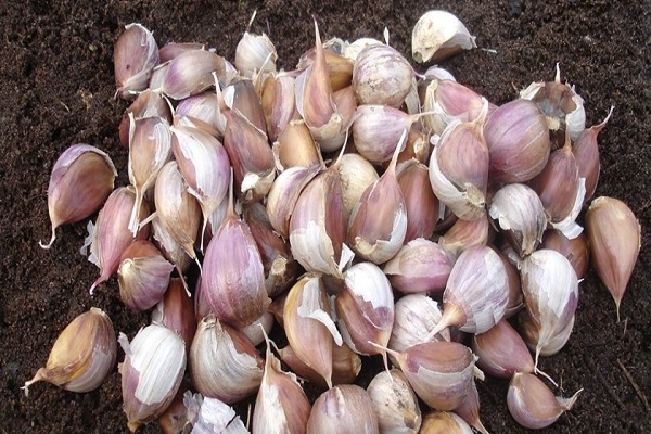 galima sodinti