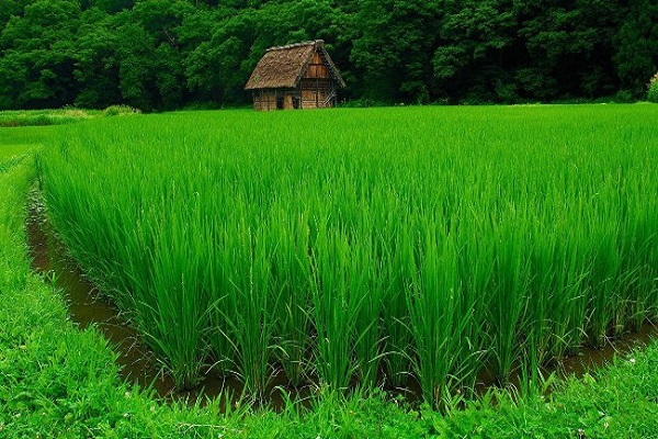 различите културе