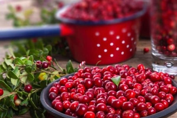lingonberry leaves