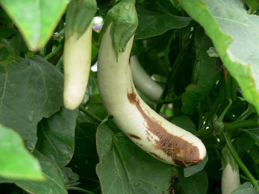 Alternaria على الباذنجان