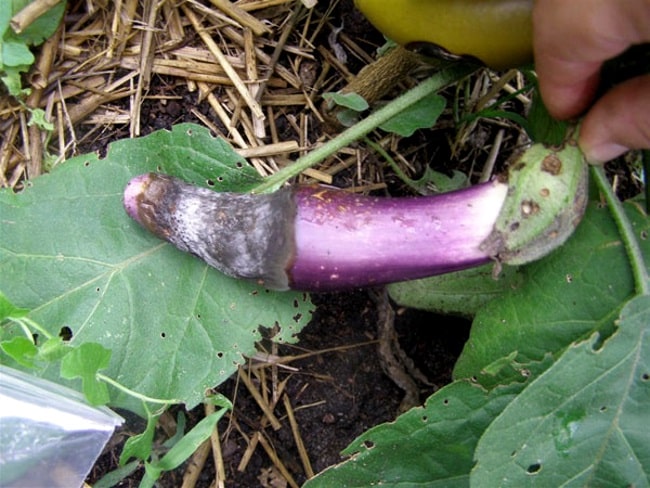 Cercosporium على الباذنجان