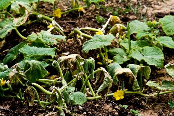 behandling av fusarium
