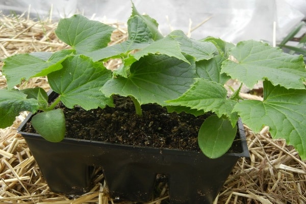 plantera frön