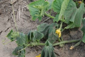 Prevention and treatment of fusarium and verticillary wilting of cucumbers