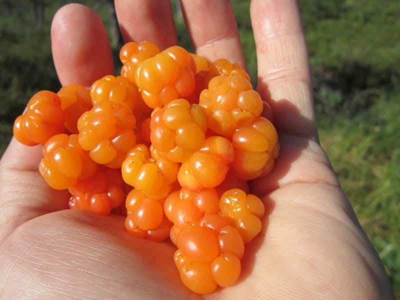 mûre pour compote