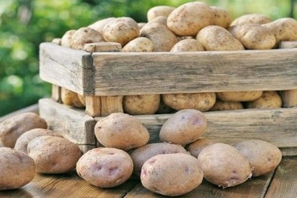 armazenar batatas