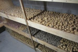 Како и где правилно чувати кромпир код куће у стану