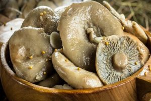 Einfache Rezepte zum Salzen von Milchpilzen zu Hause mit heißen und kalten Methoden