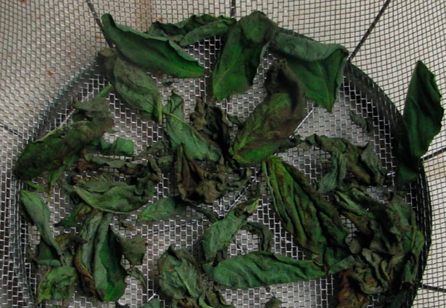 fesleğen