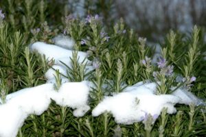 Πώς να προετοιμάσετε το δεντρολίβανο για το χειμώνα: καλύψτε, αν θέλετε να σκάψετε και να κλαδέψετε