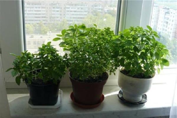 look after mint