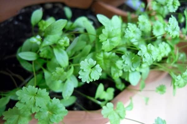 người làm vườn lo lắng