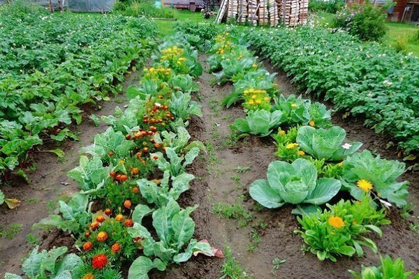 nảy mầm tốt