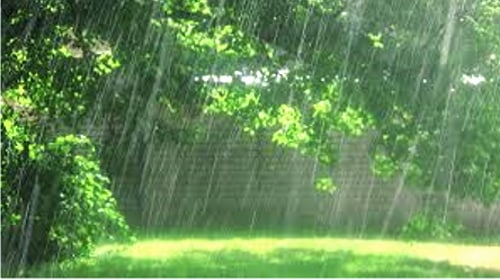 المطر في الحديقة