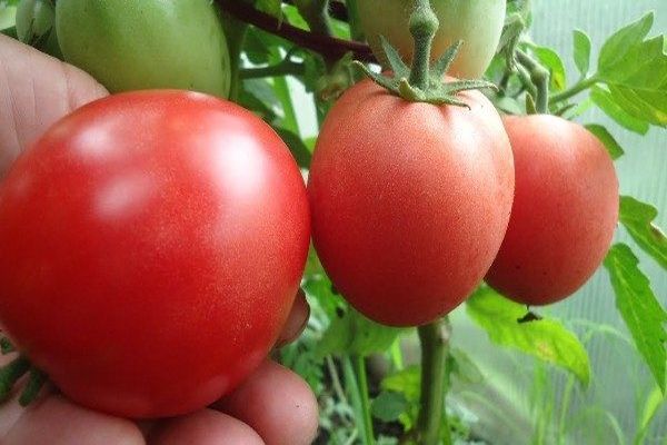 ποικιλία ντομάτας nastenka