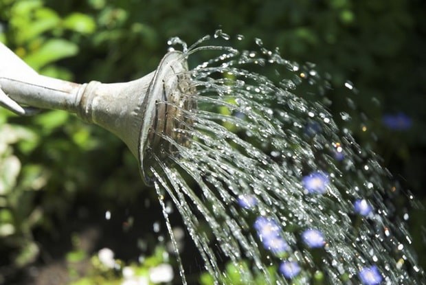 watering eggplant