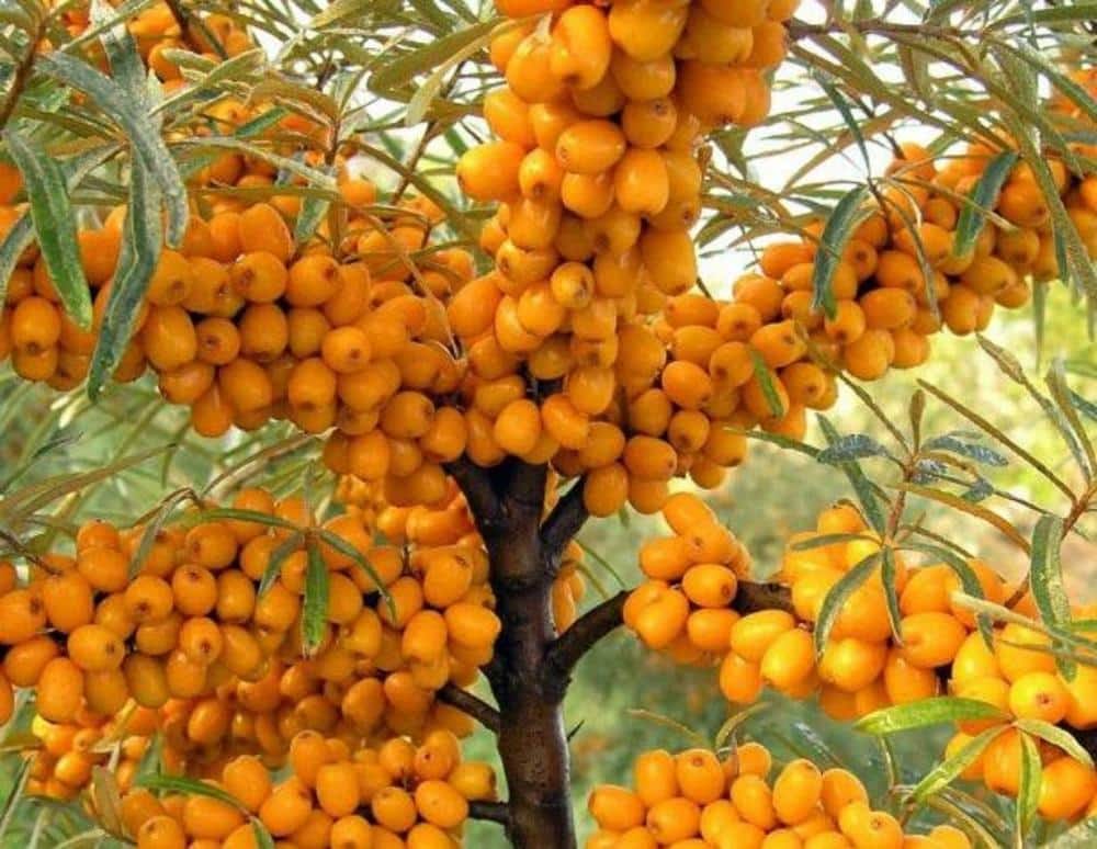 θάλασσα buckthorn στο δέντρο