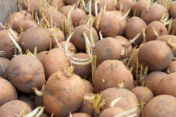 Kartoffeln sprießen
