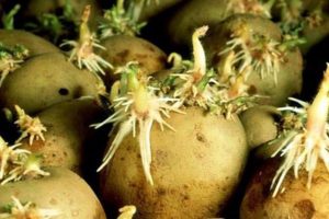 Wie man Kartoffeln vor dem Pflanzen schneller sprießen lässt