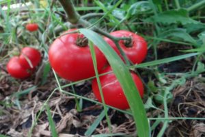 Eigenschaften und Beschreibung der Zuckerriesen-Tomatensorte, deren Ertrag