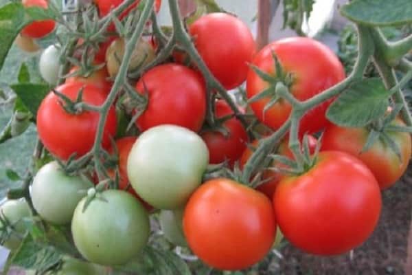 variétés sucrées