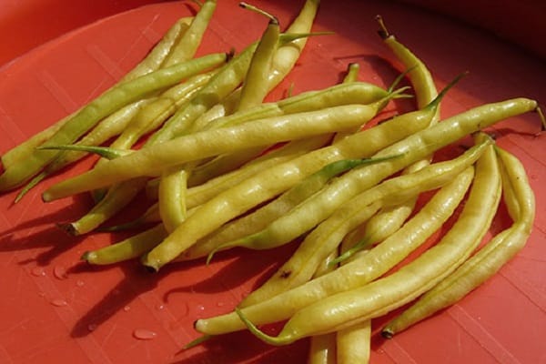 von Büschen gewachsen