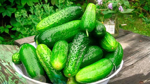 краставци у чинији