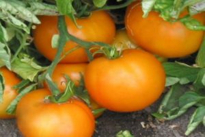 Характеристики и описание на сорта домат Orange, неговият добив