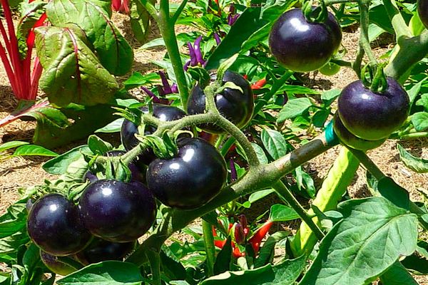 Tomatenpflege