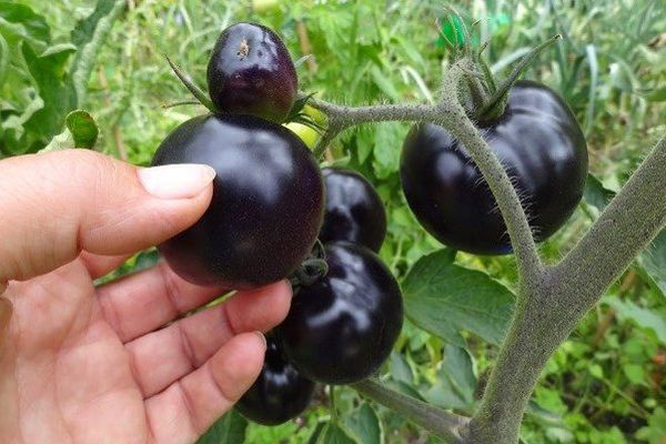 Tomatensorte