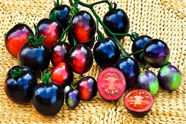 Tomatensorte schwarzer Bund