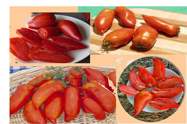طماطم هوغو