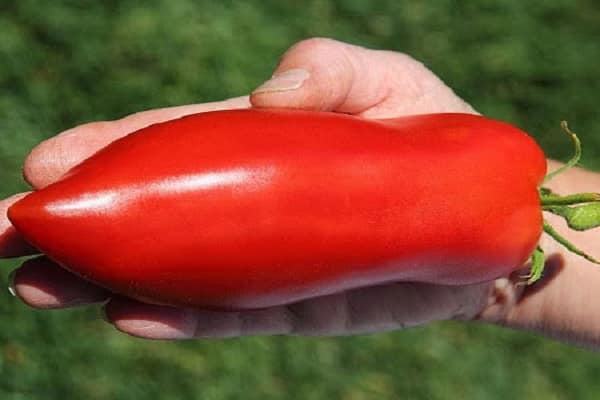المشورة والتكنولوجيا الزراعية
