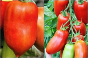 Опис сорте парадајза Хуго, његове карактеристике и продуктивност