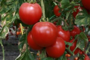 Опис сорте парадајза Беаути ф1, његове карактеристике и продуктивност