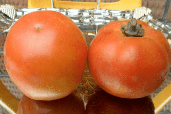 απόψεις των κηπουρών