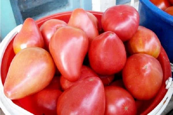 على اتصال مع الأرض