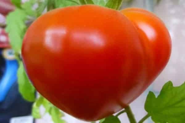 الأمراض والآفات