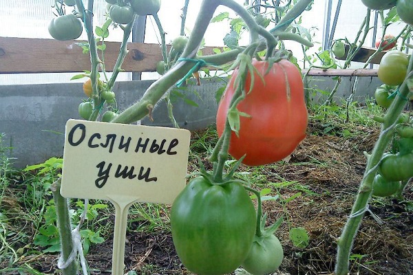 ποικιλία ιδεών