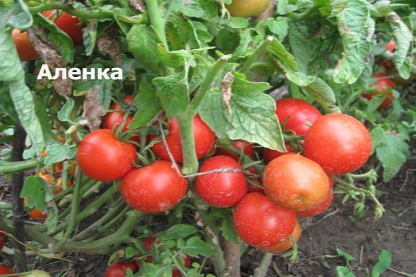 recenzje ogrodników
