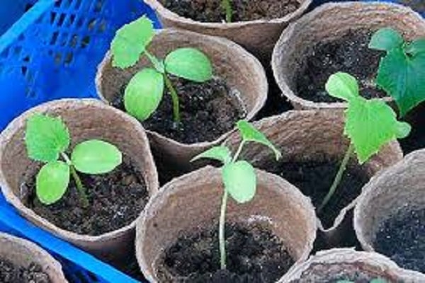 cosecha del cultivo