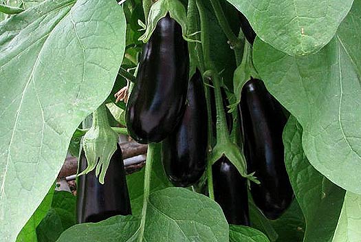 الباذنجان الناضج