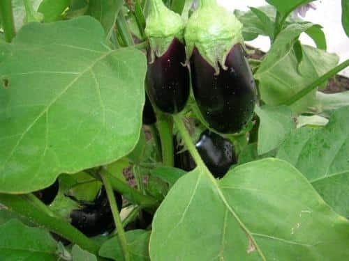 aubergine et en prendre soin
