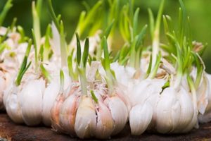 Cách trồng và chăm sóc tỏi ngoài trời cho thu hoạch tốt