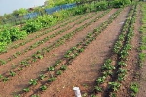 Fordele og ulemper ved at dyrke kartofler efter Mittlider-metoden, hvordan man plantes korrekt