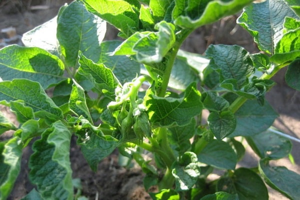 área sombreada