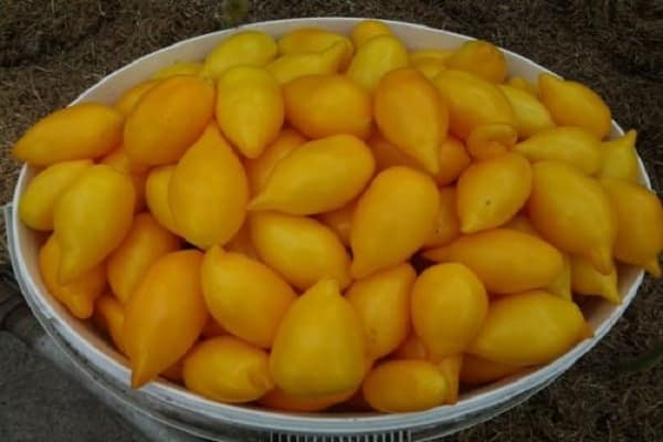 تقييمات سكان الصيف